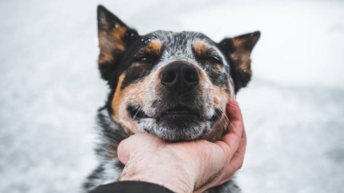 ilustrasi persahabatan hewan (unsplash.com/Daniel Lincoln)